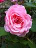 Just Fit rose photo