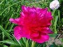 Torch Song peony photo