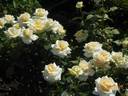Ambiente rose photo