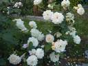 Galaxy rose photo