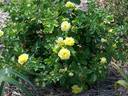 Artful Anna™ rose photo