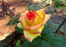 Pacific Celebration rose photo