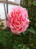 Just Fit rose photo