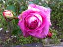 Indeed rose photo