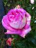 Indeed rose photo