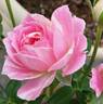Peppermint Parfait rose photo