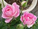 Peppermint Parfait rose photo
