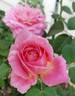 Peppermint Parfait rose photo