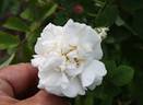 Belle de Neige rose photo