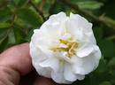 Belle de Neige rose photo