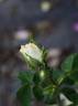 Belle de Neige rose photo