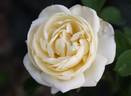 Belle de Neige rose photo