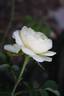 Belle de Neige rose photo