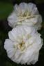 Belle de Neige rose photo