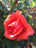 Above All rose photo