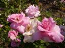 Autumn Dusk rose photo