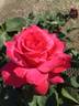 April Moon ™ rose photo