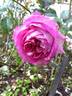 Indeed rose photo