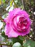 Indeed rose photo