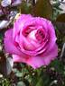 Indeed rose photo