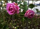 Indeed rose photo
