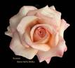 Dame Nellie Melba rose photo