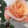 Candy Flo rose photo