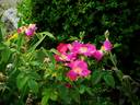 Asta rose photo
