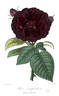 Laquintynie rose photo