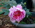 The Dahlia Rose rose photo