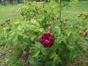 La Négresse rose photo