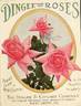 Lady Ashtown rose photo