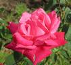 Elizabeth Taylor rose photo