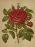 Jules Margottin rose photo