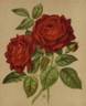 Jean Liabaud rose photo
