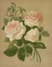 Elisa Boëlle rose photo