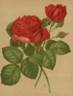 Comtesse d'Oxford rose photo
