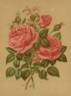 Anna Alexieff rose photo