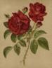 Abel Carrière rose photo