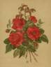 Alfred K. Williams rose photo