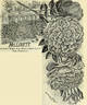 Mrs. Lovett rose photo