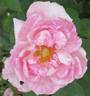 Adam Rackles rose photo