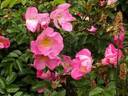 Max Graf rose photo