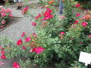 VISsimred rose photo