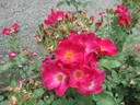 VISsimred rose photo