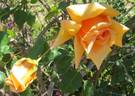Souvenir de Madame Boullet, Cl. rose photo