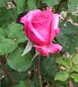 Lady Vera rose photo