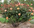 Great Venture rose photo