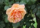 Great Venture rose photo