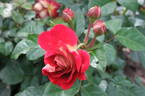 Die Sehenswerte rose photo